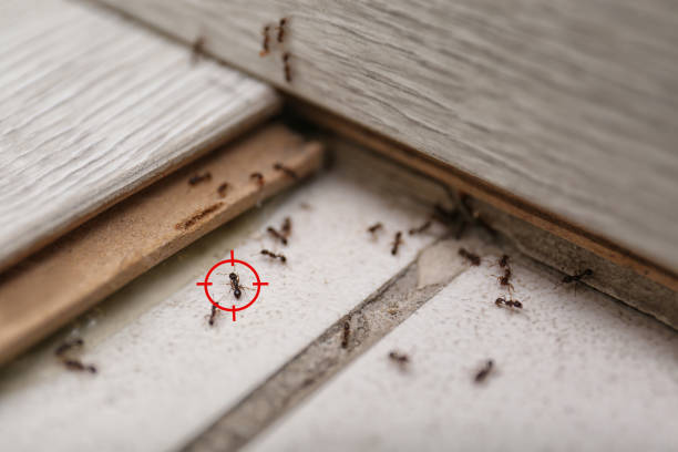 Best Wasp Removal Services  in Fort Riley, KS