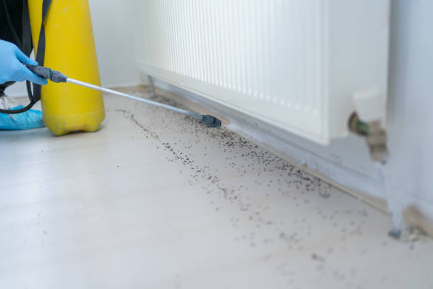 Best Flea Control Services  in Fort Riley, KS